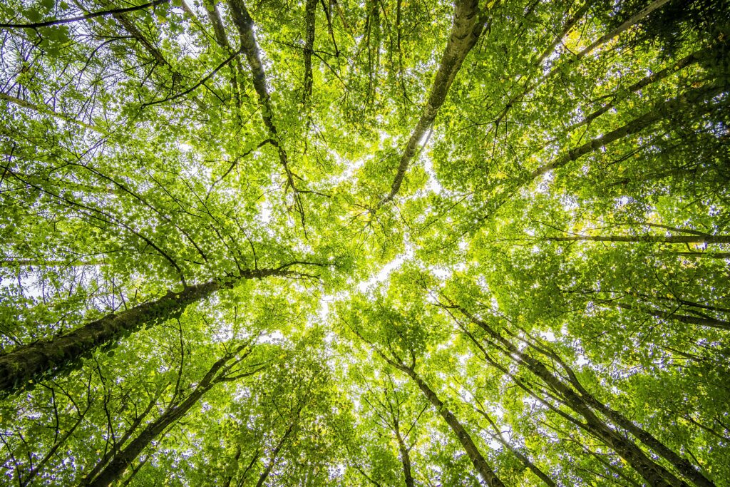 Working Lands Trust Secures Grant from U.S. Endowment for Forestry and Communities to Support NC Landowners