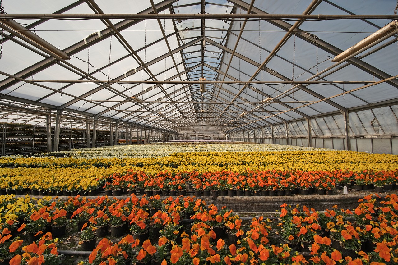 greenhouse, nursery, flower bed, flower, violet, pansy, palinske, flora, horticulture, florist, spring, erfurt, early bloomer, flower wallpaper, buga, buga2021, greenhouse, beautiful flowers, greenhouse, flower background, nature, greenhouse, greenhouse, greenhouse